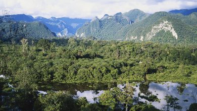 rainforest-sarawak-borneo