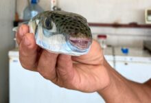 Pufferfish Poisoning Hits Sabahans